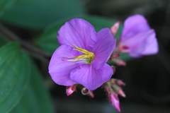 Osbeckia hispidissima